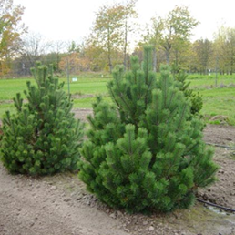      Pinus mugo